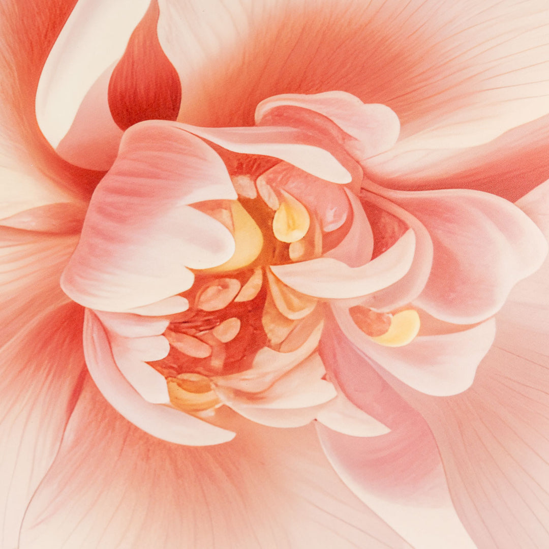 שטיח וניל שושנה ורודה | Pink rose