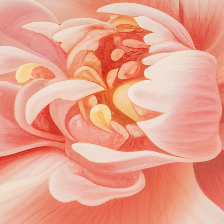 שטיח וניל שושנה ורודה | Pink rose