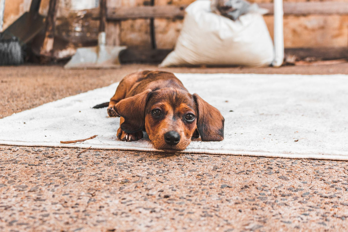 Cute dachshund puppy resting on a rug outdoors, showcasing a relaxed pose. Ideal for pet lovers.